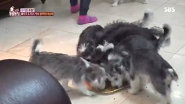 ‘동물농장’ 몰티즈+허스키 6남매, 해외토픽 나올만한 초특급 귀여움