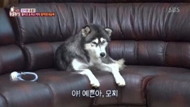 ‘동물농장’ 몰티즈+허스키 6남매, 해외토픽 나올만한 초특급 귀여움