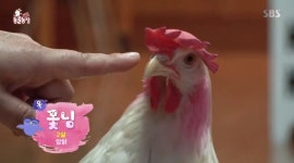 ‘동물농장’ 반려견보다 나은 반려닭, 하루 하나씩 달걀까지[결정적장면]