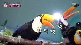 ‘동물농장’ 따돌림 당하는 토코투칸, 친구들과 친해질 수 있을까