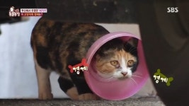 ‘동물농장’ 길고양이 바가지, 안전하게 구조→목 건강 이상 無