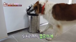 ‘동물농장’ 단모 삽살개 대박이, 냉장고 문도 여는 육아 천재