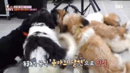 ‘동물농장’ 단모 삽살개 대박이, 냉장고 문도 여는 육아 천재