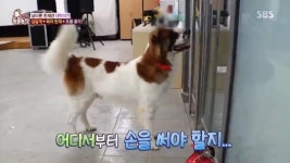 ‘동물농장’ 단모 삽살개 대박이, 냉장고 문도 여는 육아 천재