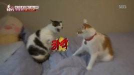 ‘동물농장’ 반려묘 덕복이vs애기, 사랑 싸움 아닌 영역 싸움