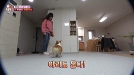‘동물농장’ 천재견 아리, 더 똑똑해졌다 “주인과 교감→습성 변화”