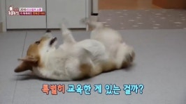 ‘동물농장’ 천재견 아리, 더 똑똑해졌다 “주인과 교감→습성 변화”