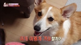 ‘동물농장’ 천재견 아리, 더 똑똑해졌다 “주인과 교감→습성 변화”