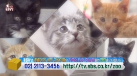 ‘동물농장’ 사무실 습격한 개냥이 영월이+5남매는 가족찾기 중