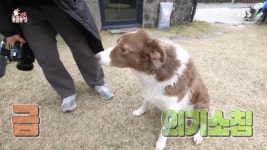 ‘동물농장’ 맥줏집 들이닥친 홍길-5남매, 새 주인 위해 영상편지까지