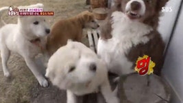 ‘동물농장’ 맥줏집 들이닥친 홍길-5남매, 새 주인 위해 영상편지까지