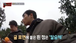 귤 표면 흰점 정체는? 농약 아닌 칼슘제에 백종원 김동준 깜짝 [결정적장면]