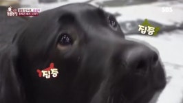 ‘동물농장’ 미용실 열정 매니저 순심이, 민폐견 아닌 천재견