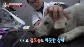 ‘동물농장’ 마을 공포에 빠뜨린 들개들, 사람 품 돌아갈 수 있을까