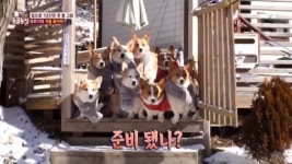 ‘동물농장’ 웰시코기 8군단, 스릴 만점 썰매→맞춤식 먹방까지