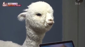 ‘동물농장’ 알파카 반려동물 맞이한 사연 “호주선 도축돼, 안타까워 데려왔다”