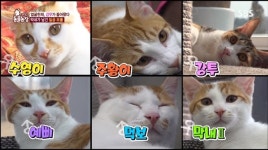 ‘동물농장’ 돌아온 고양이 막내 가족, 3代 길냥이 공존기