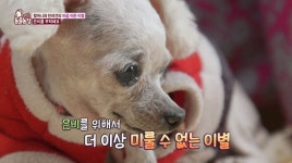 ‘동물농장’ 췌장암 할머니와 푸들 은비, 절절한 이별 이야기
