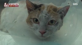 ‘동물농장’ 4층 높이 굴뚝에 갇힌 나비, 캣맘 덕분 무사 생존