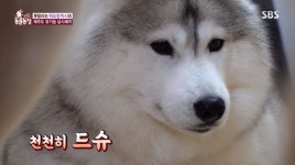 ‘동물농장’ 뚱보 허스키 빅시, 털찜 NO·살찜 YES 식탐 폭발 일상