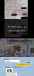 유튜버 갑수목장 민낯, 유기동물 아닌 펫샵 분양 인정 “학대는 아냐”
