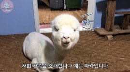 ‘청담동 파티’ 동물학대 논란까지 “알파카 돈 받고 대여 안 해”