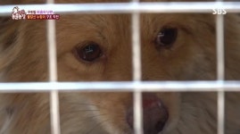 ‘동물농장’ 불암산 누렁이, 2년 방황 끝내고 따뜻한 품으로