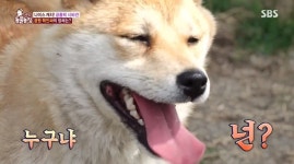 ‘동물농장’ 핵인싸犬 별이, 유기견 오해 받은 사연