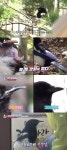 ‘동물농장’ 까치 까칠이, 공격 대상 1호 “야생에서 살 수 있을까”