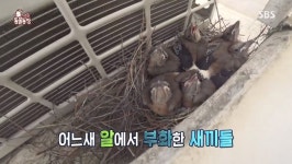 무단침입 새 가족, 어치→황조롱이 황당한 생존방법(동물농장)