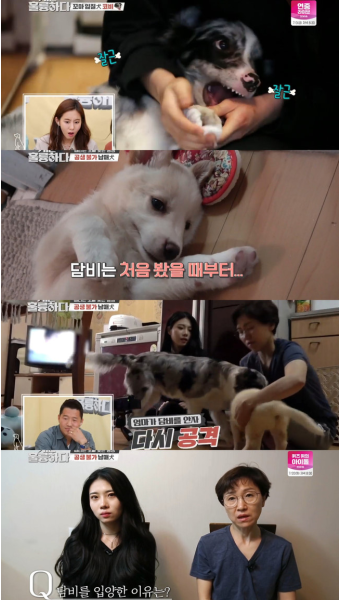 개훌륭 강형욱, 동생견 괴롭히는 문제犬 교육 포기한 속사정[어제TV]