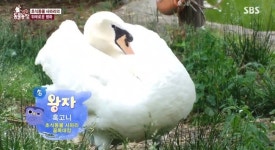‘동물농장’ 고니 왕자, 펠리컨x사육사에 가차 없는 싸움꾼 된 사연