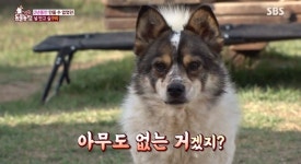 손길 거부犬 구리, 2년 동안 사람+반려견 외면한 아픈 과거(동물농장)