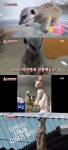 사고뭉치 미어캣 티몬이, 12가족 지키기 위한 보초서기(동물농장)