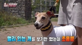 ‘동물농장’ 산책 폭주견 라떼, 싸움견 아닌 인싸견 된 사연