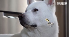 ‘TV 동물농장’, 장애견 왜곡 논란 “본방송과 다른 편집에 사과”(공식)