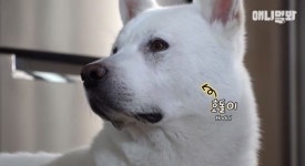 ‘동물농장X애니멀봐’ 2차 사과 “견주에 직접 사과, 영상은 삭제”(공식)