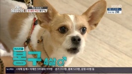 ‘개훌륭’ 2년간 홀로 지낸 폭군犬 봉구, 외로워서 사람 문 사연(종합)