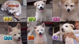 떠돌이 백순이, 남의 집에 6마리 새끼 육아 맡긴 사연(동물농장)