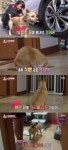 ‘동물농장’ 하은이와 낑꽁이 2년 후, 폭식견+분리불안된 사연