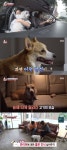 ‘동물농장’ 반려견 차량 탑승, 짖음·불안 증세 있다면? “안정감 줘야”