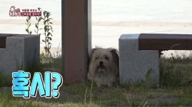 떠돌이견 복실이, 납치 트라우마→동네 마스코트로 “이름만 수십 개” (동물농장)