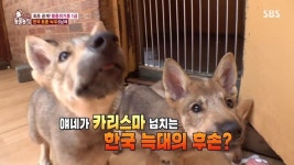 “5년 만에 귀한 한국 늑대 탄생” 3세대 늑대 육남매, 폭풍성장 일지(동물농장)