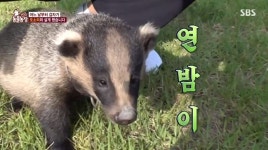 오소리 연밤이, 최대 20㎏까지 성장→자연 방생 예고(동물농장)