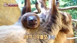 나무늘보 모자, 80세 노모에 매달린 청년 아들? 늘둥이 독립기(동물농장)