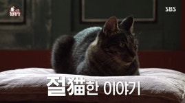 ‘동물농장’ 절냥이 미륵-해탈, 안내묘→불공묘까지 절묘한 이야기