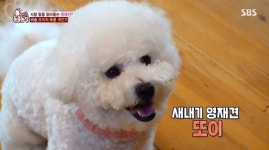 ‘동물농장’ 비숑 또이, 개인기 폭발 “주인의 즐거움=내 행복”