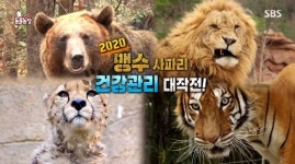 최고령 한국 호랑이 백두, 마취 없이 손발 척척 건강검진(동물농장)