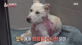‘동물’ 전신+등에 3도 화상 피해견 유미 “가족으로 품을 분 찾아”
