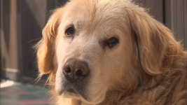 ‘TV동물농장’ 1000회 특집, 스페셜MC 광희와 명장면 추억